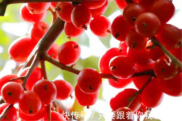 中年人|中年人推荐多吃3种食物,营养丰富、延缓衰老,好处多多!