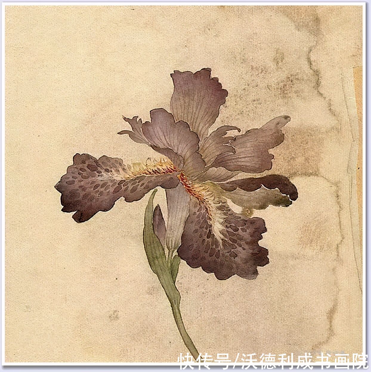 画菊|没骨百花图欣赏，美到骨子里