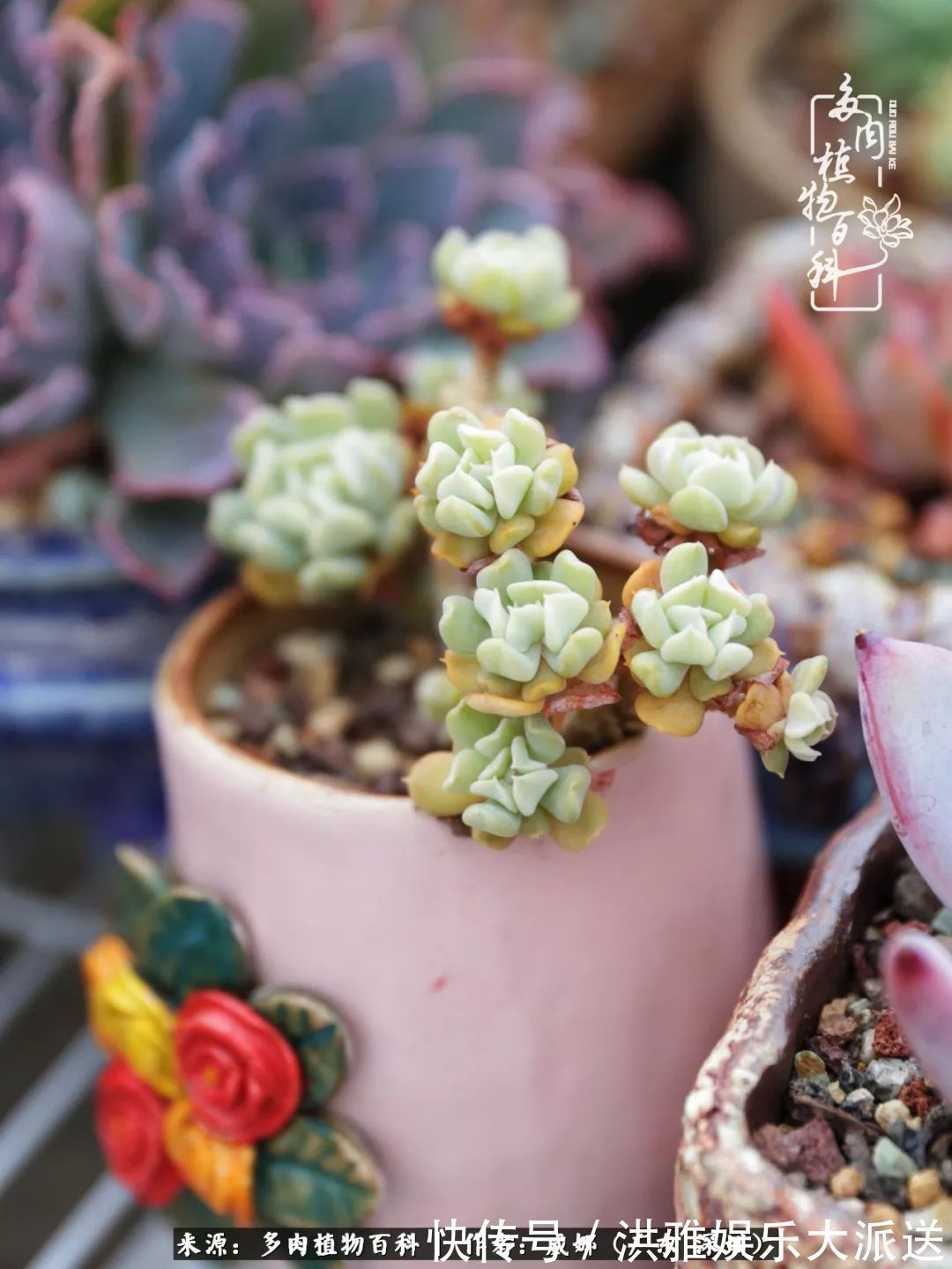 橙梦露|笼子里露养的多肉，越养越美！有多肉的日子伴着小确幸！