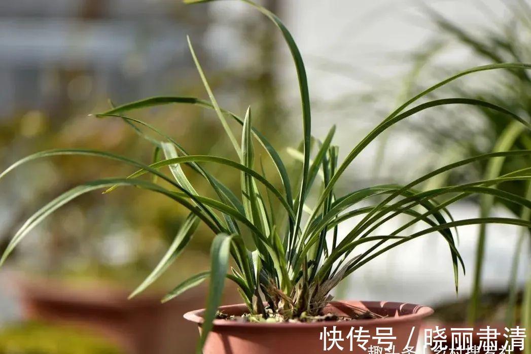 立冬以后兰花不能浇水,这个观点害惨了兰友,春兰蕙兰花苞都没了