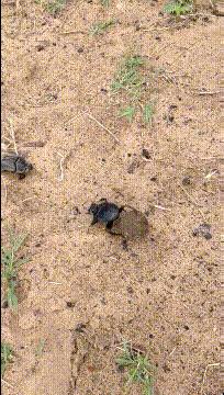 |搞笑段子王:这么多游客在下面,真的不怕滚下来吗