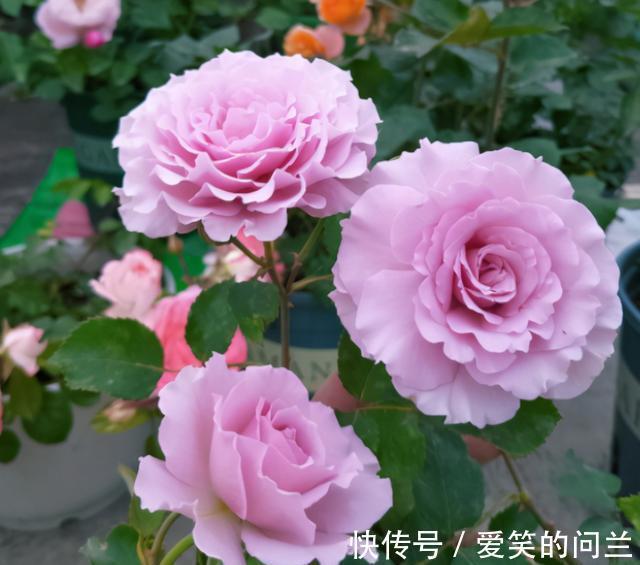 浇水|夏季月季开花“又小又丑”？别害怕，因为它在夏季需要这样做