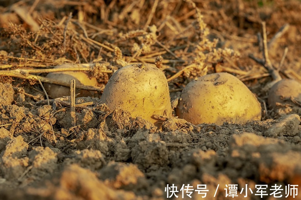 红薯|居家瘦减肥：吃对了瘦身，吃错了增肥！这些食物要如何吃？