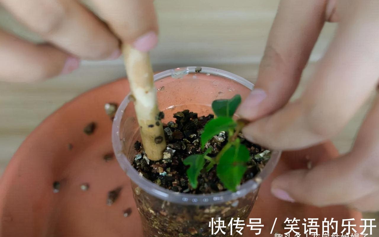 5个养花的基础技能,只有熟练的掌握和灵活的运用,才能养出好花