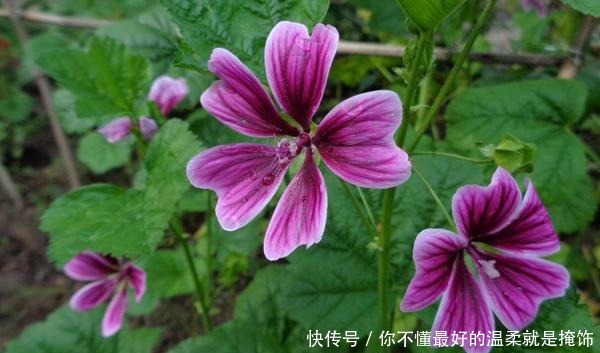 锦葵|此花作为一种观赏植物，既讽刺又有独特的风味，象征日久生情的爱