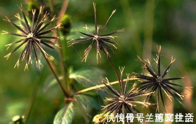 农民|小时候被它粘到哭,现在村里却有农民靠采集野生鬼针草养家糊口