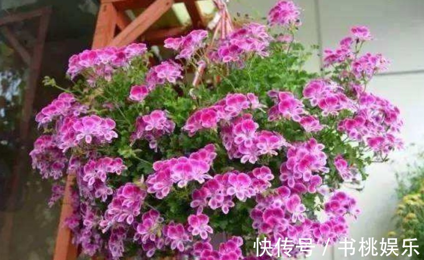 花盆|4种容易爆盆的花,吊起来养更合适,开花非常美