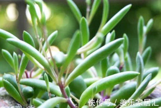 找到一款好养的多肉,耐寒不怕水,还经常开花