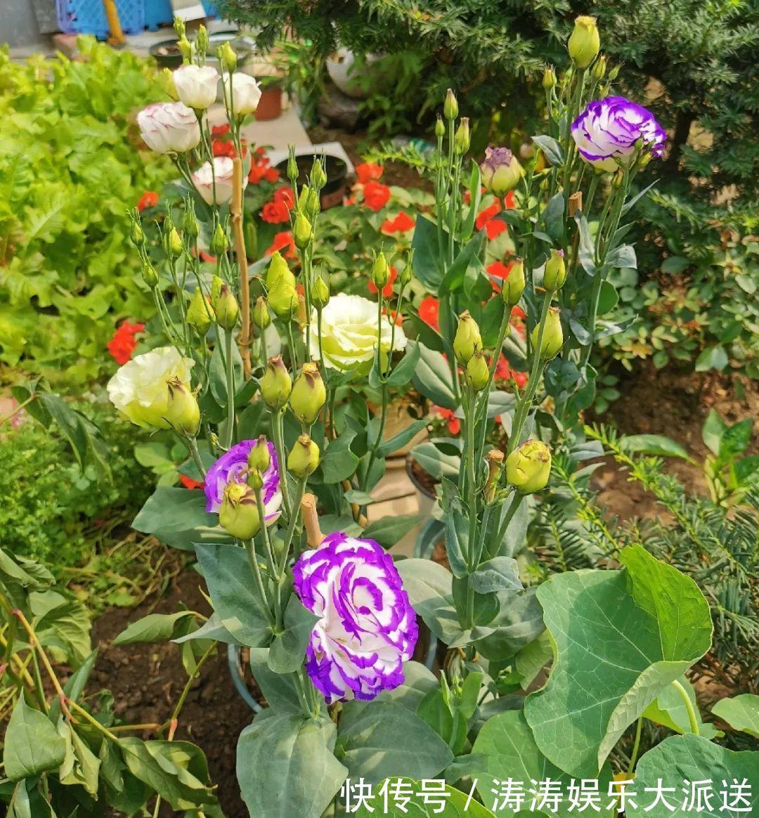 70岁老妈,一天也闲不住,院子里种满了花!