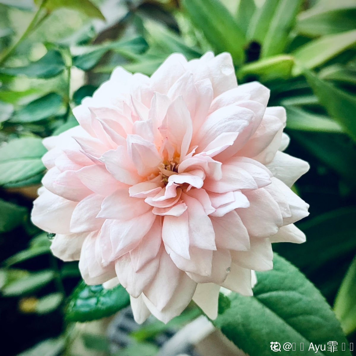 过来人|要想入养花坑，4个方面要考虑清楚，不然浪费时间浪费钱