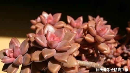 多肉植物|推荐6款多肉植物,小苗很普通,养成老桩后,惊艳了时光!