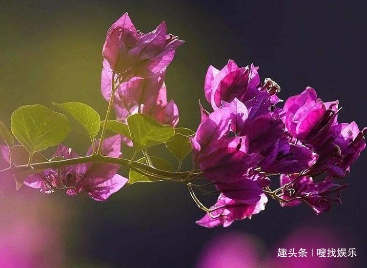 此花姿态妖娆,绽放时绚丽的花朵仿佛孔雀开屏般,格外璀璨夺目