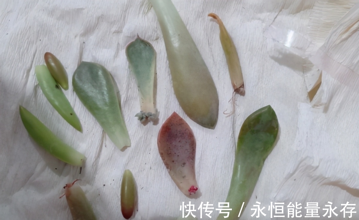 大姐养多肉全靠扦插，从不花冤枉钱，你学会怎么操作了吗？