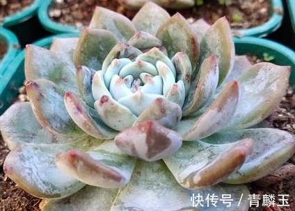 多肉植物什么时候才可以控养,服盆期间能不能晒太阳