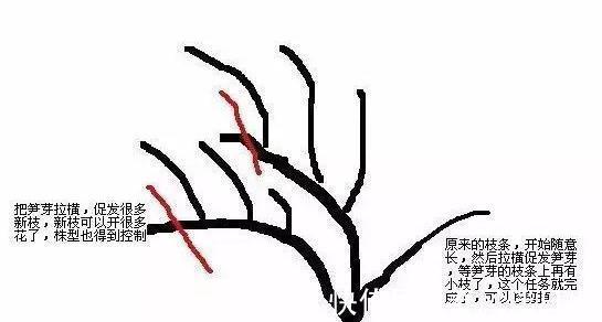 笋芽|月季如何修剪怎么爆更多笋芽,一个原则,很简单