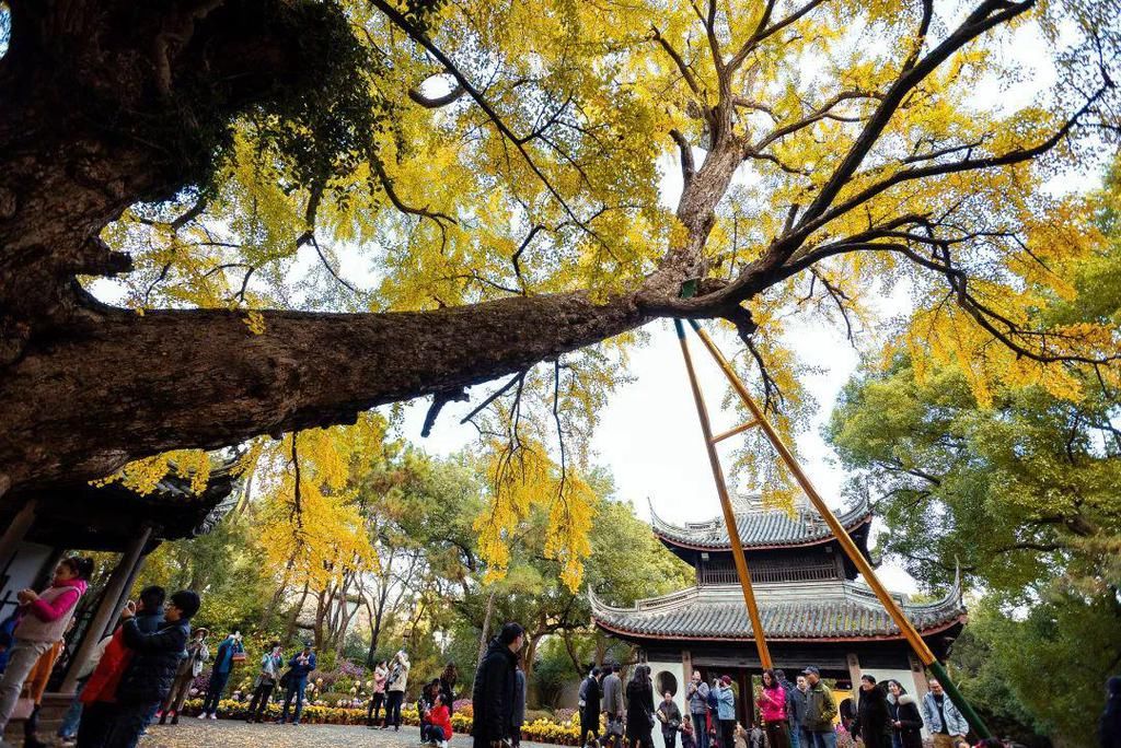 惠山|美到爆！惠山寺前600多岁的古银杏，黄了！