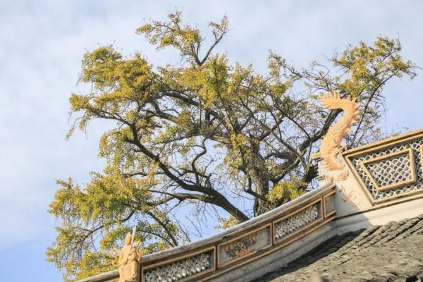 资福寺|申城这些古银杏进入最佳观赏期，一起来赏美图！