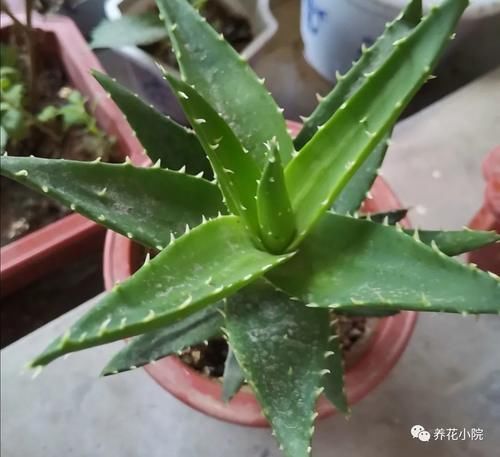 冬天室内太干燥，养上6种植物，空气清新自然