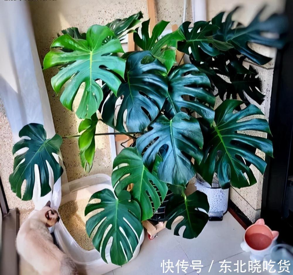 人养花,花亦养人,能促进“睡眠”的9种花,卧室再小也要养