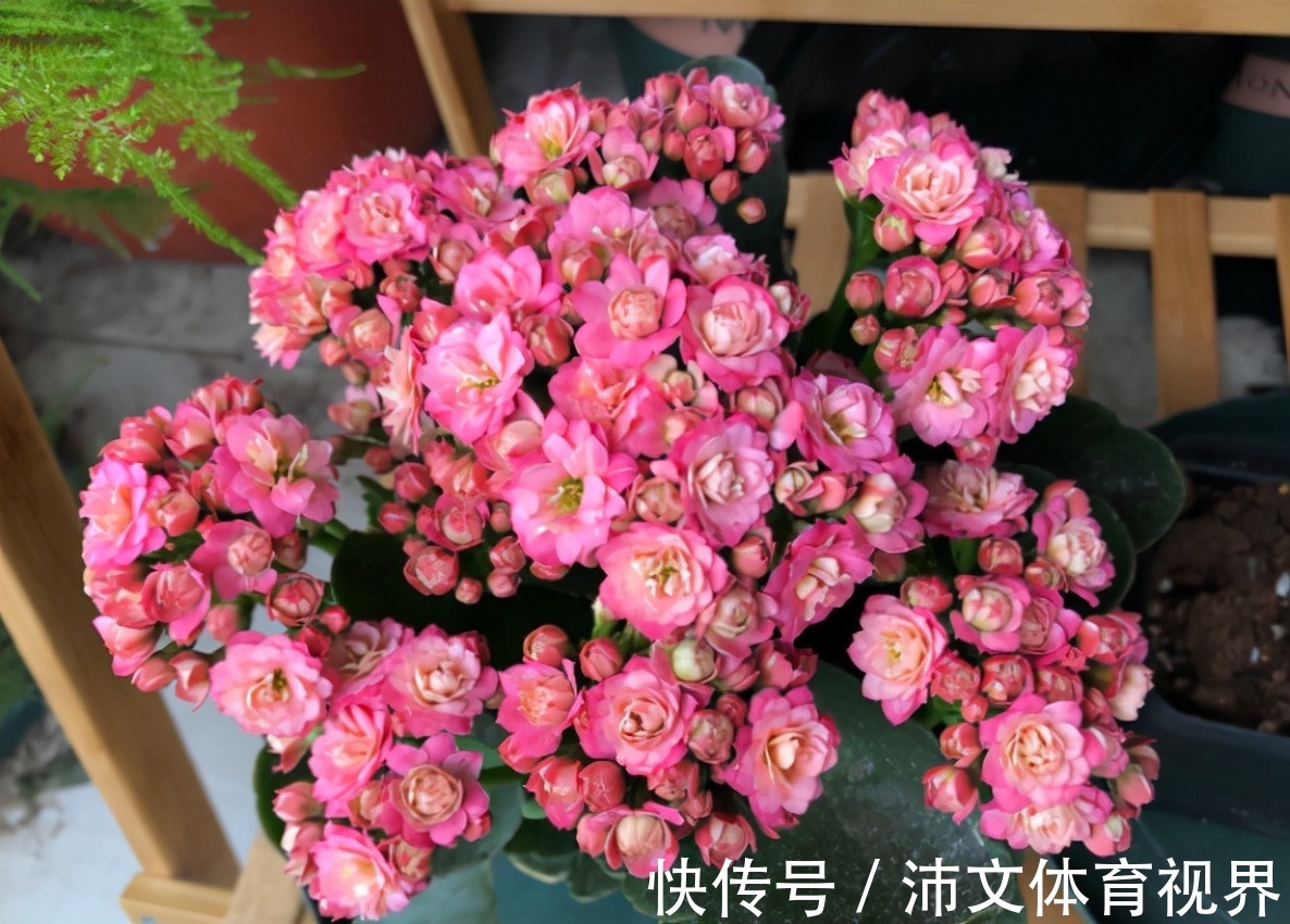 养长寿花有“5大忌”,新手养不好,关键就在这里