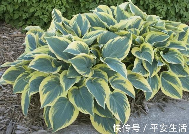 养护|家里花草容易“干尖”4个原因要知道,用3个方法能预防