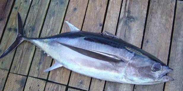 最常见的50种食用鱼,别再说你不认识,好好看看,你认识几种