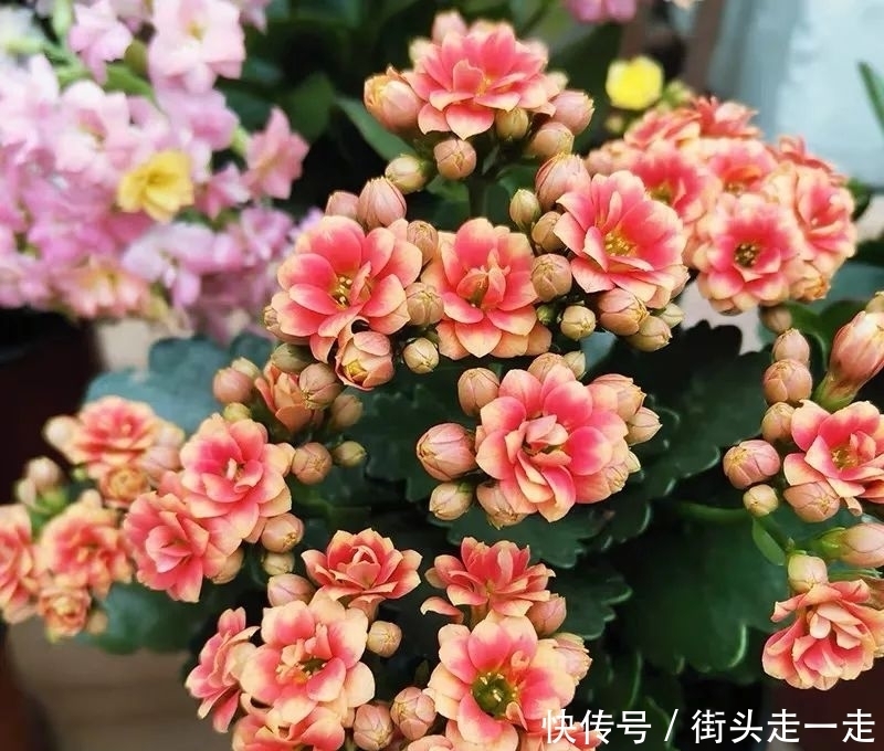 45种长寿花,个个都美爆了,你家养了多少种?