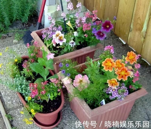 技巧|李大爷养花有技巧,只用一种肥,植物生长旺盛,爱“开花”