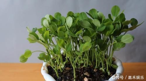 买来的花生米直接撒花盆里养,没过一周就长满一大盆,要不要吃掉