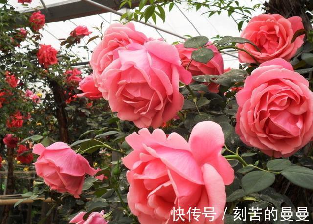 这些九月容易“饿”的花,多晒太阳,施对肥,开出碗大的花