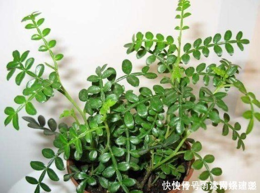 君子兰喜肥|懂花的人只养“3种花”,有“旺财”的寓意,摆在客厅最合适!