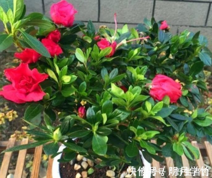 阳台养这几朵花，花开不断，花色艳丽，花开枝繁叶茂，美