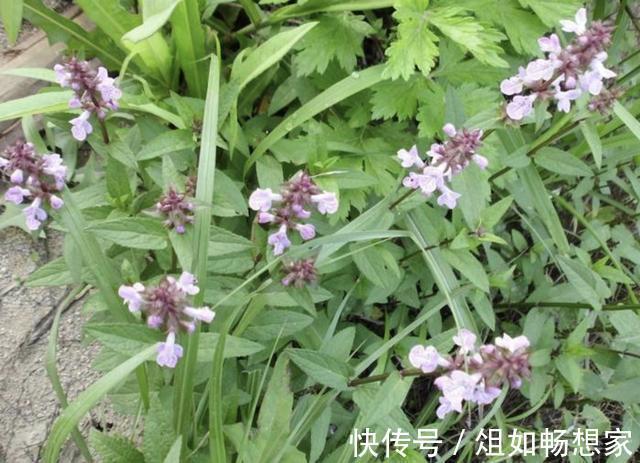 珍贵的1种“野草”,在山坡下繁殖快,人称“地蚕草”,记得珍惜