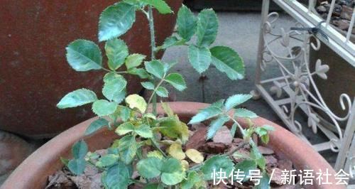 养花总是死？盆底埋点“小东西”，疏松透气不烂根，养啥旺啥