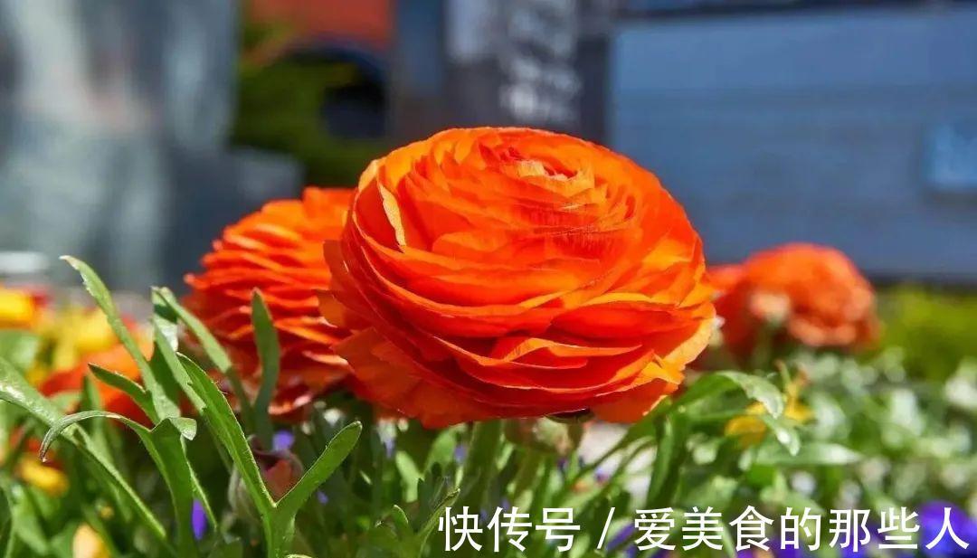 修剪|花像牡丹,叶子又像芹菜,这种花你见过吗