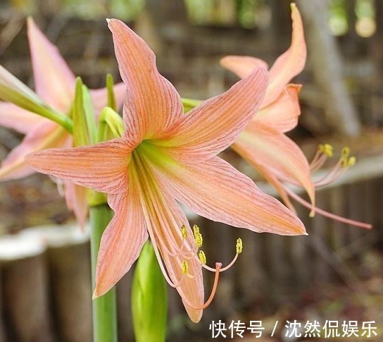 李大爷养朱顶红总结“6妙招”，花箭冒不停，一株开8朵