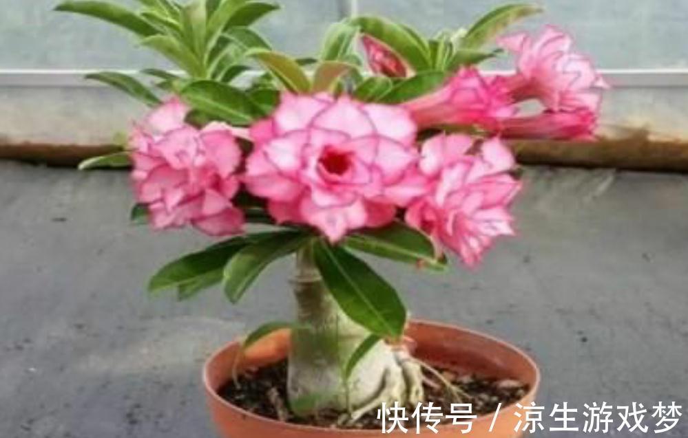 三种花浇水过多烂根了怎么办，这样养，新根早萌发，恢复长势快