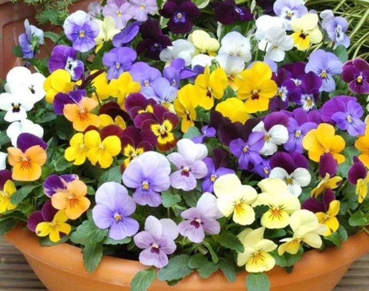 家有庭院就养4种花,好养漂亮花期长,开花一簇簇,开成百花园!