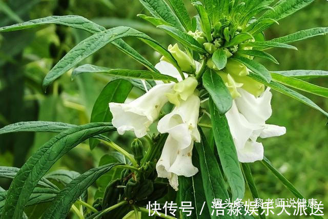 皮肤科|皮肤科主任最强“生发”小验方，一个比一个好用，你用过几个