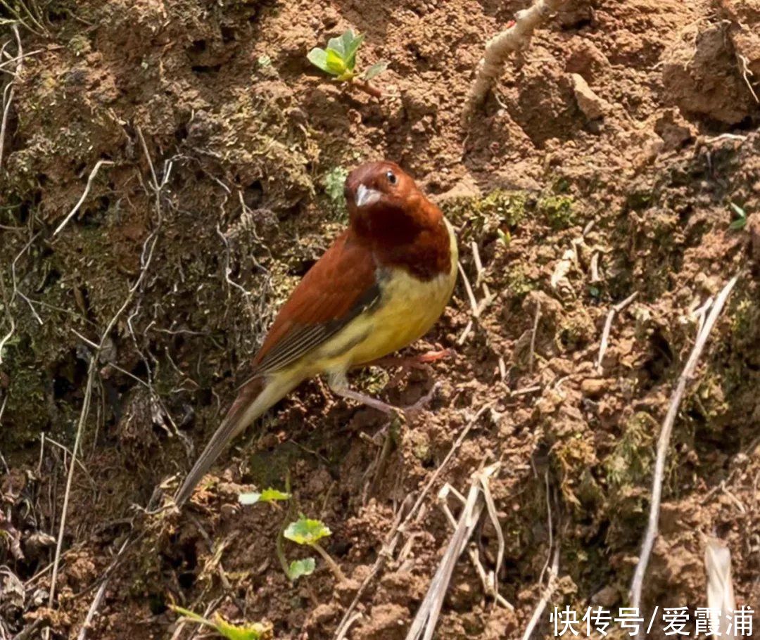 巡山“打”鸟 快乐过“五一”，在霞浦竟然还可以这样玩