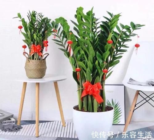 生长发育|适合男人养的四种花,大气又稳重,旺财又旺运,早看早知道!
