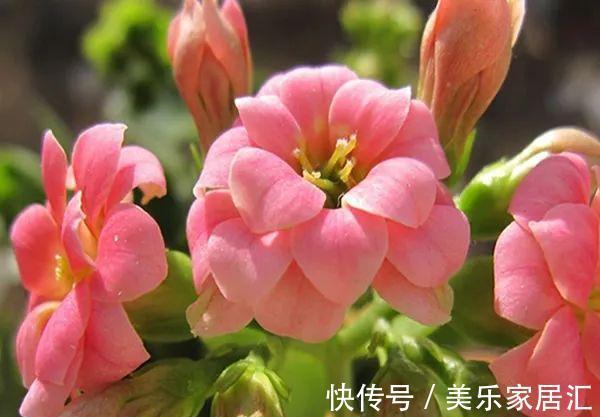 长寿花这样剪,插花盆里30天后,阳台装不下