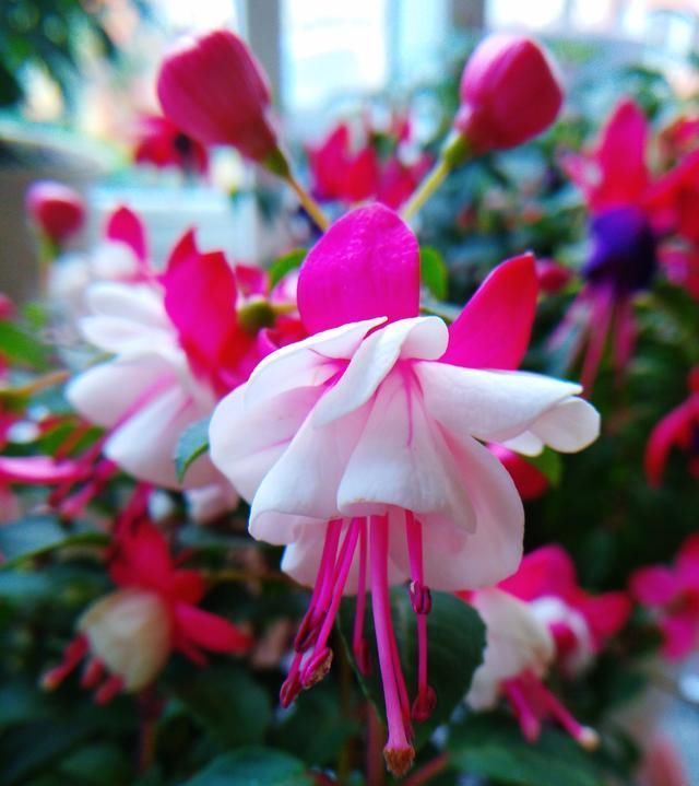 漂亮|别养绿萝吊兰了,室内绿植选这款,花型漂亮,四季开花,更值得养