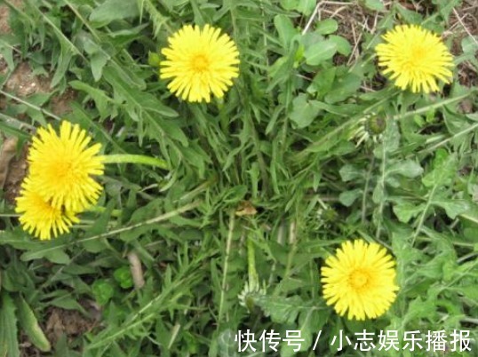 蒲公英|蒲公英和此物是天生一对，每天一杯，淡化色斑，肝也越来越健康