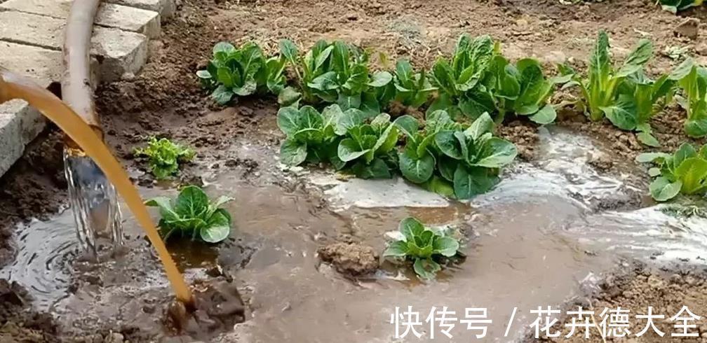 采收|蔬菜长得真大，一棵能吃好几顿，一个多月采收，种一些真值