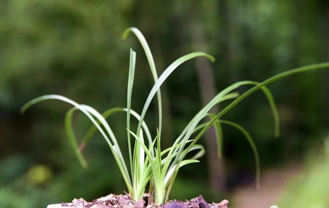 自制|养兰花的肥料可以自制吗？自制氮、磷、钾肥，真的不太难