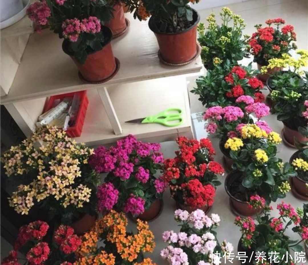 开花类|家庭养花,准备3种肥就够用,养什么花都旺