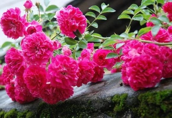 最美4种藤本月季，个个都“惊艳”，年年花开上百朵，你最爱哪种