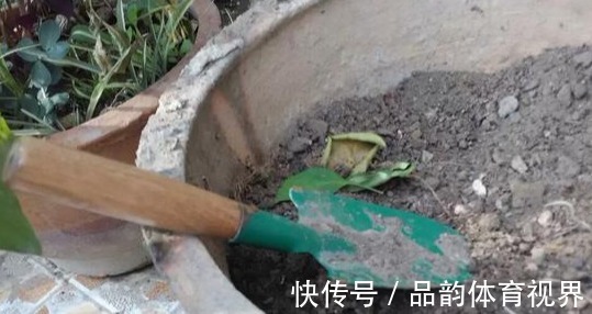 追肥|怕盆栽土硬邦邦，浇水追肥时就用它们，不仅变软了，而且肥力十足