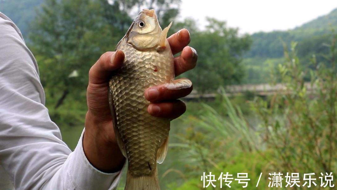 夏季鲫鱼为什么不咬钩共3个原因，知道后再钓不到它们，算我输
